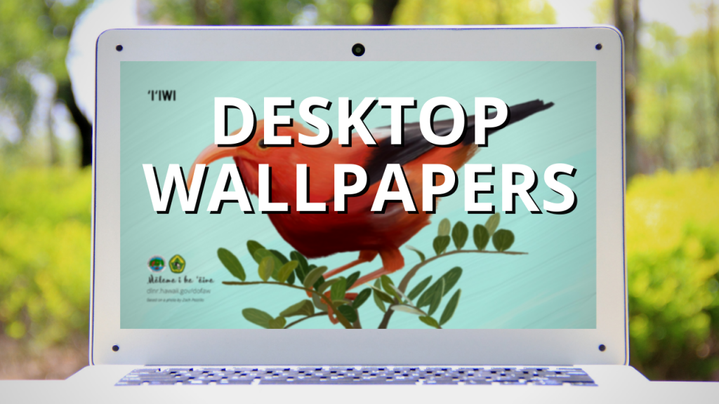 An image of a laptop displaying an iʻiwi wallpaper