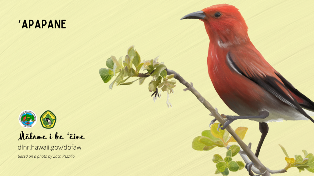 An image of a Hawaiian native bird virtual meeting background: ʻApapane