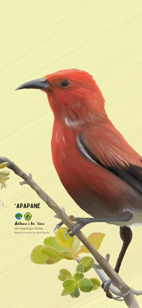 An image of a Hawaiian native bird phone wallpaper- ʻapapane