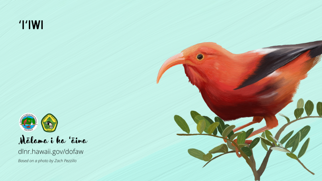 An image of a Hawaiian native bird virtual meeting background: Iʻiwi