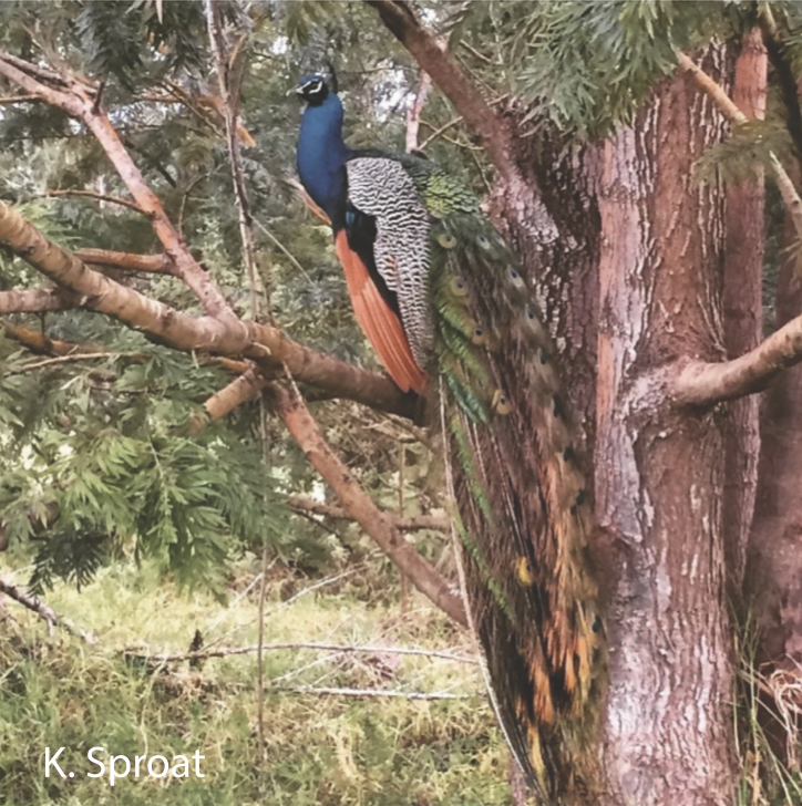 Division of Forestry and Wildlife | Peafowl added to list of legal game  birds in Pu'u Wa'awa'a