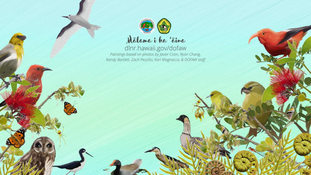 An image of a Hawaiian native species virtual meeting background