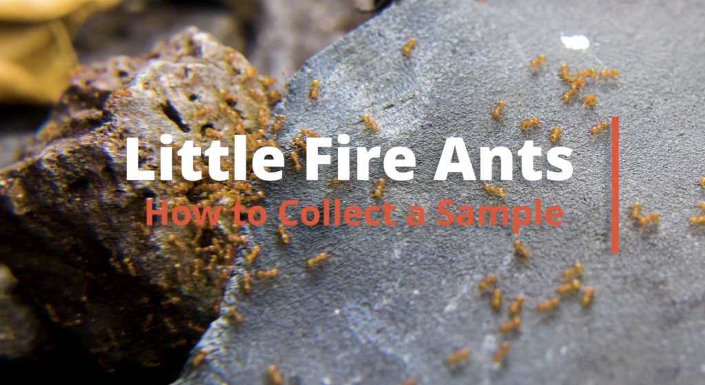 Video thumbnail for Little Fire Ant collection instructions