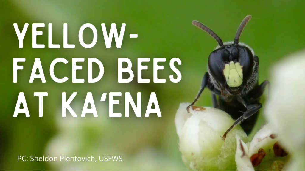 Video thumbnail for Yellow-faced bees at Kaʻena