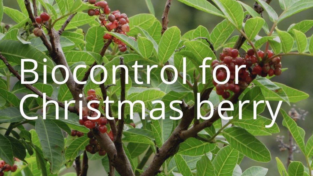 An image of Christmas berry linking to a storymap on Christmas berry biocontrol