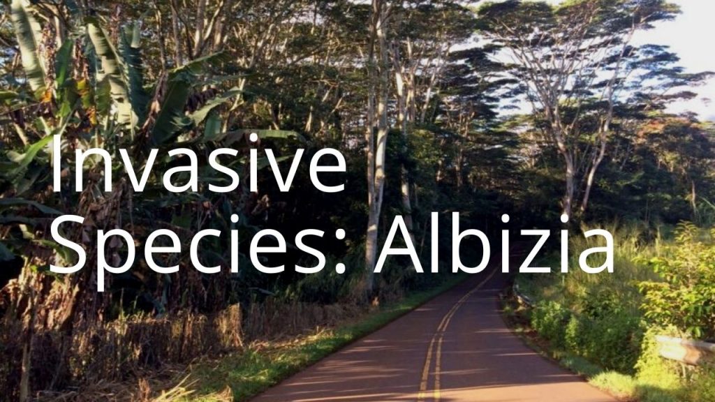 An image of albizia trees along a road linking to a storymap on albizia