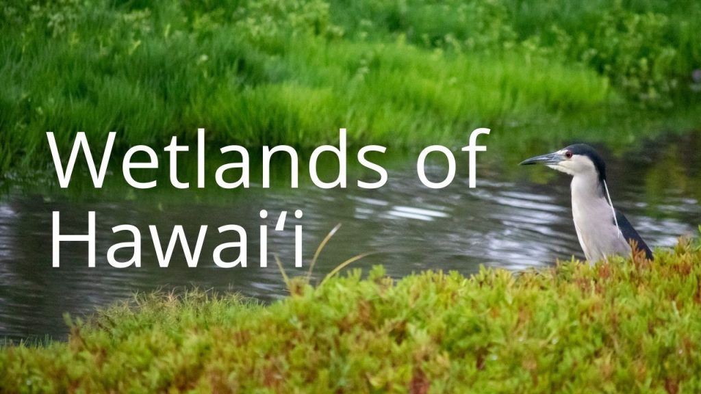 An image of a wetland an bird linking to a StoryMap on wetlands in Hawaiʻi