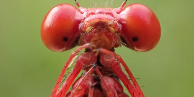 An image of a damselfly
