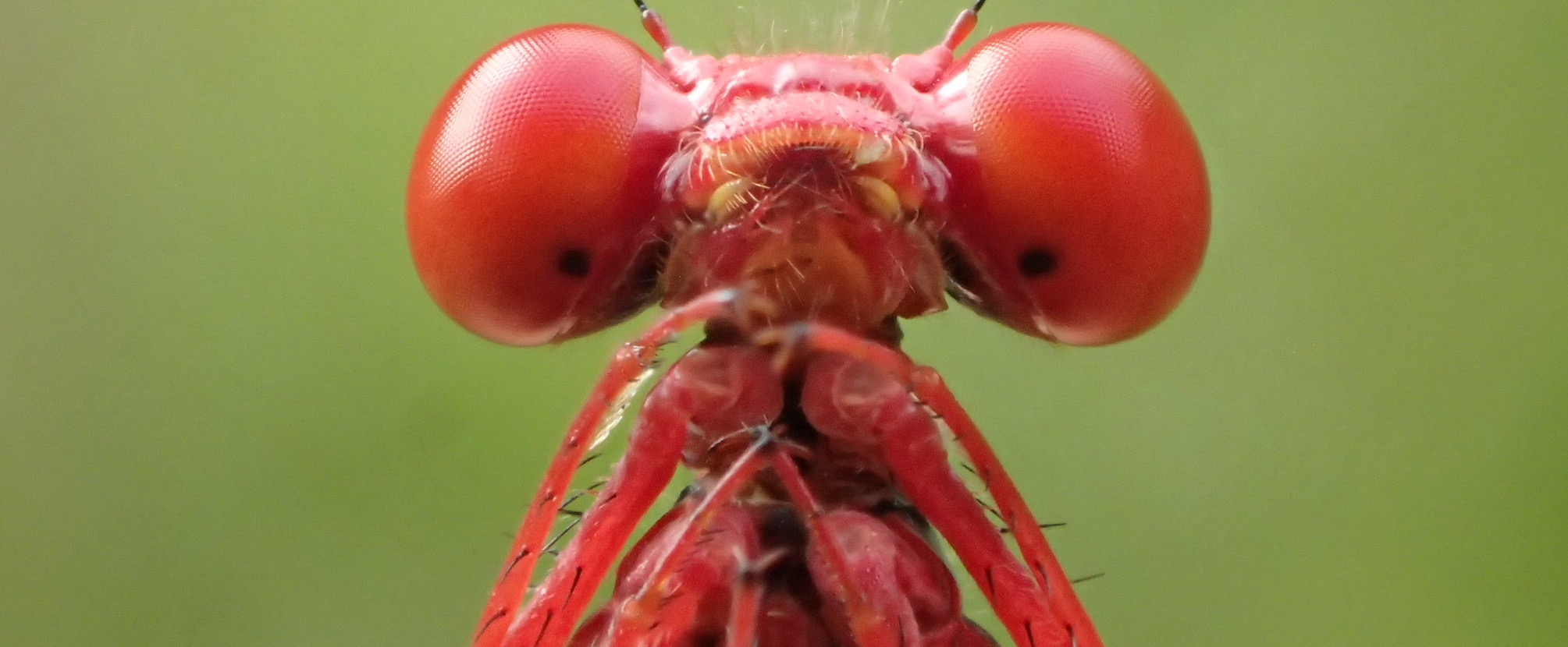 An image of a damselfly