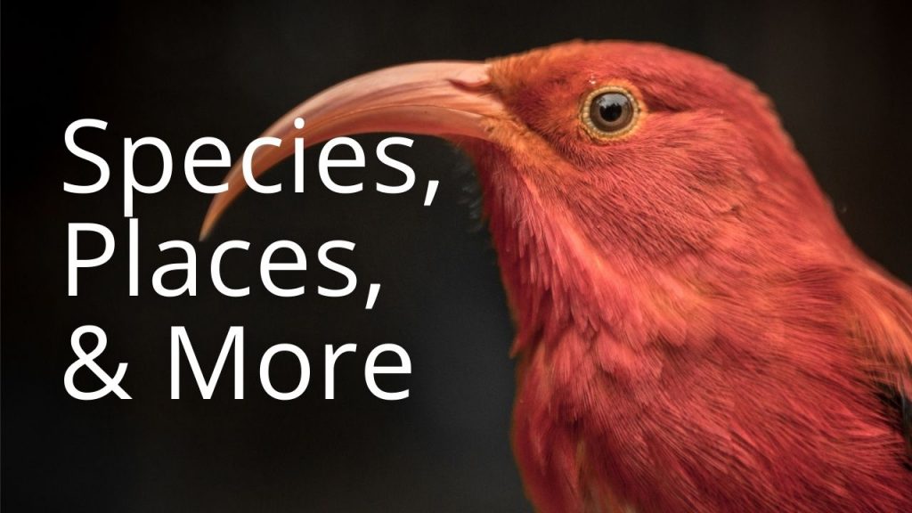 An image of an iʻiwi linking to a page with educational information on species, places, and more