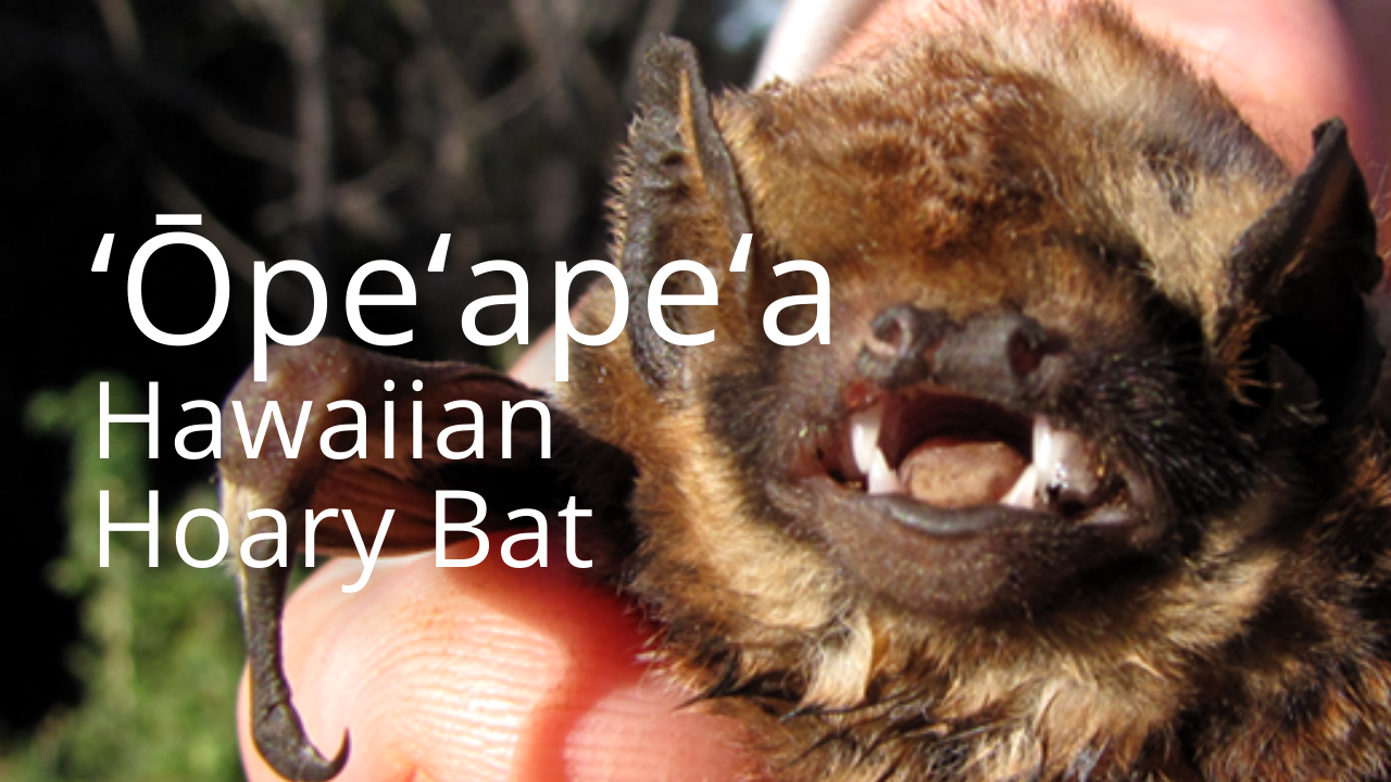 An image of an ʻōpeʻapeʻa, the Hawaiian bat