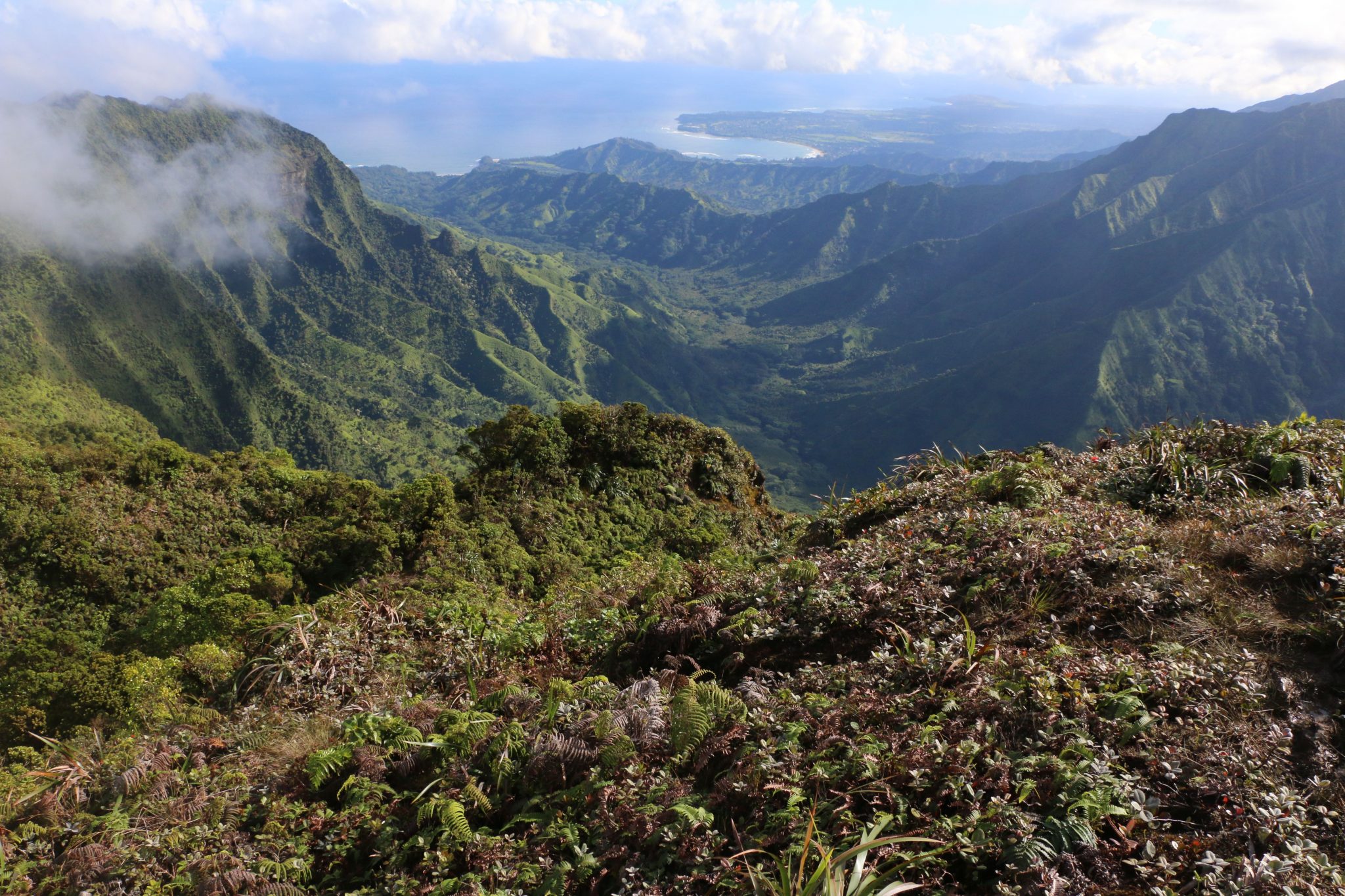 An image of a forested Hawaiʻi landscape