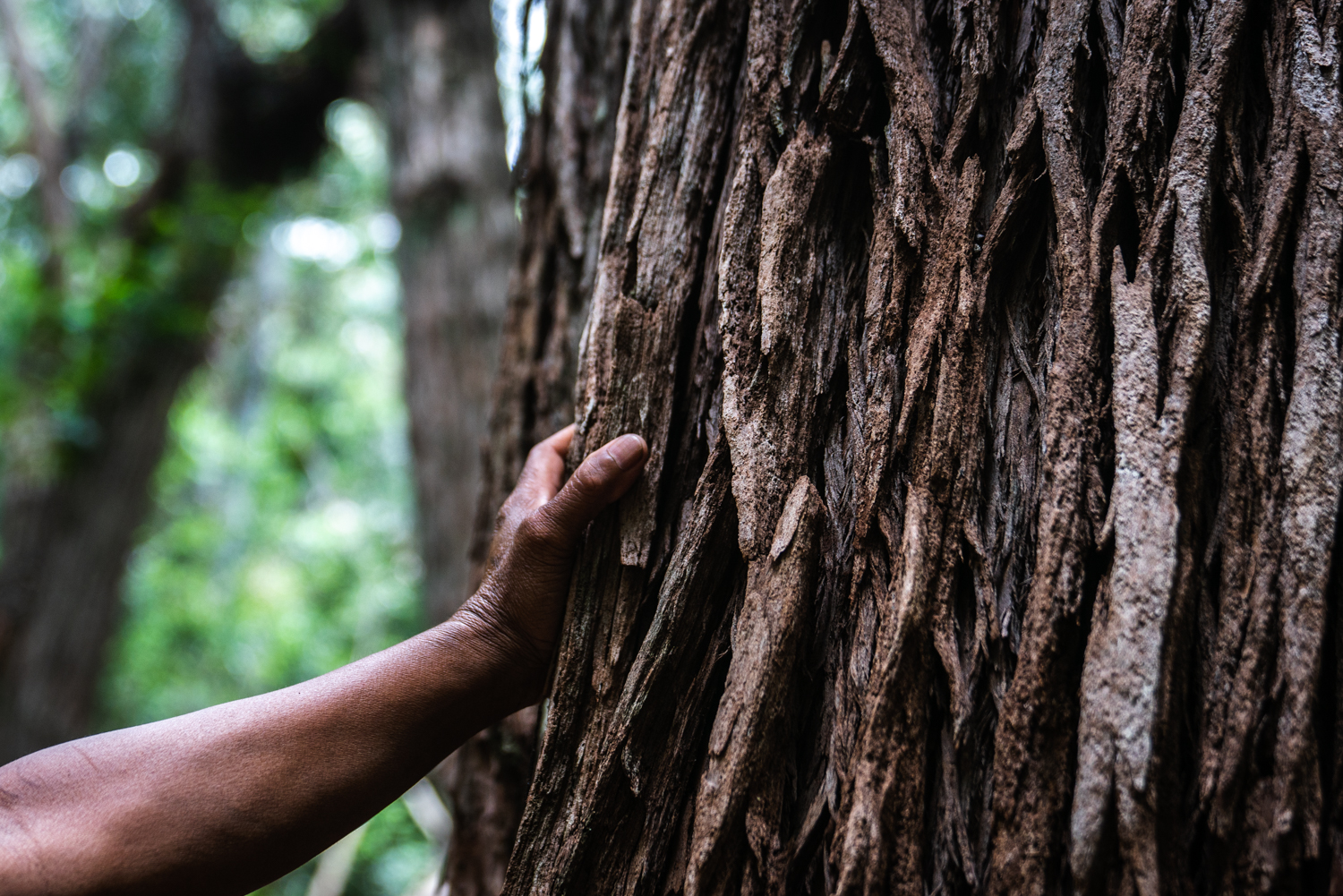 An image of a hand on a tree trunk