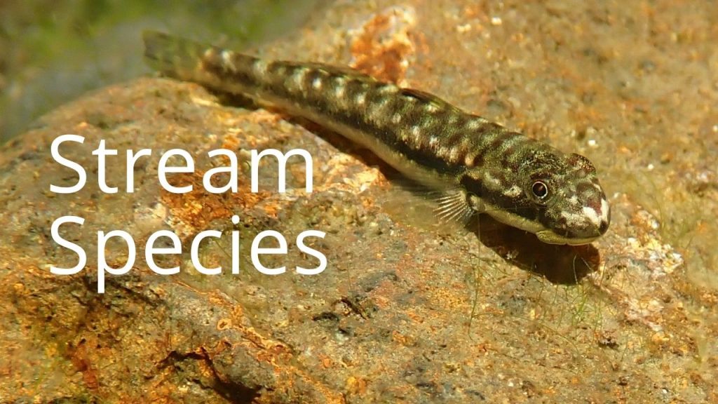 An image of a stream species