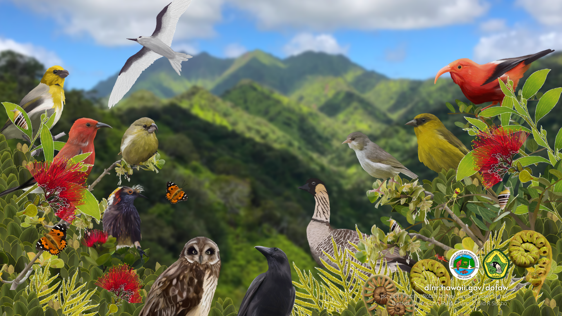 Hawaiʻi birds, plants, insects wallpaper