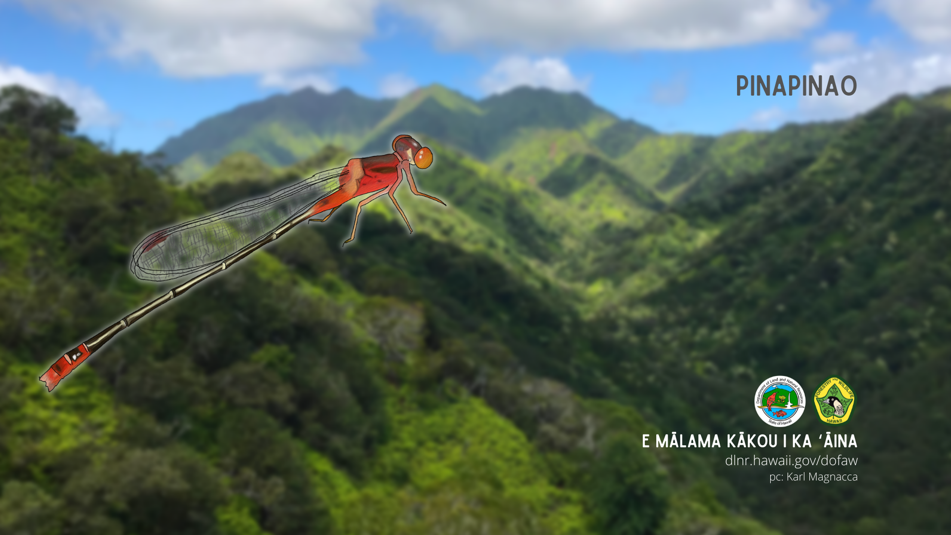A pinapinao damselfly background
