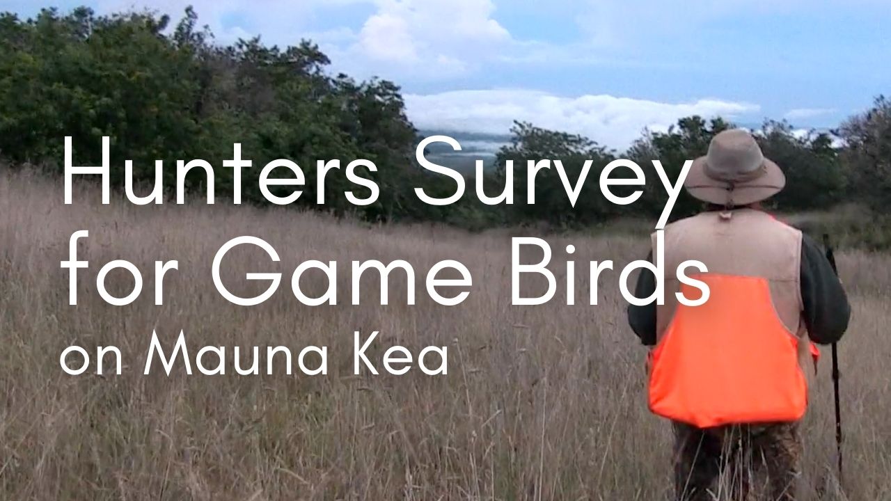 A surveyor for game birds on Mauna Kea