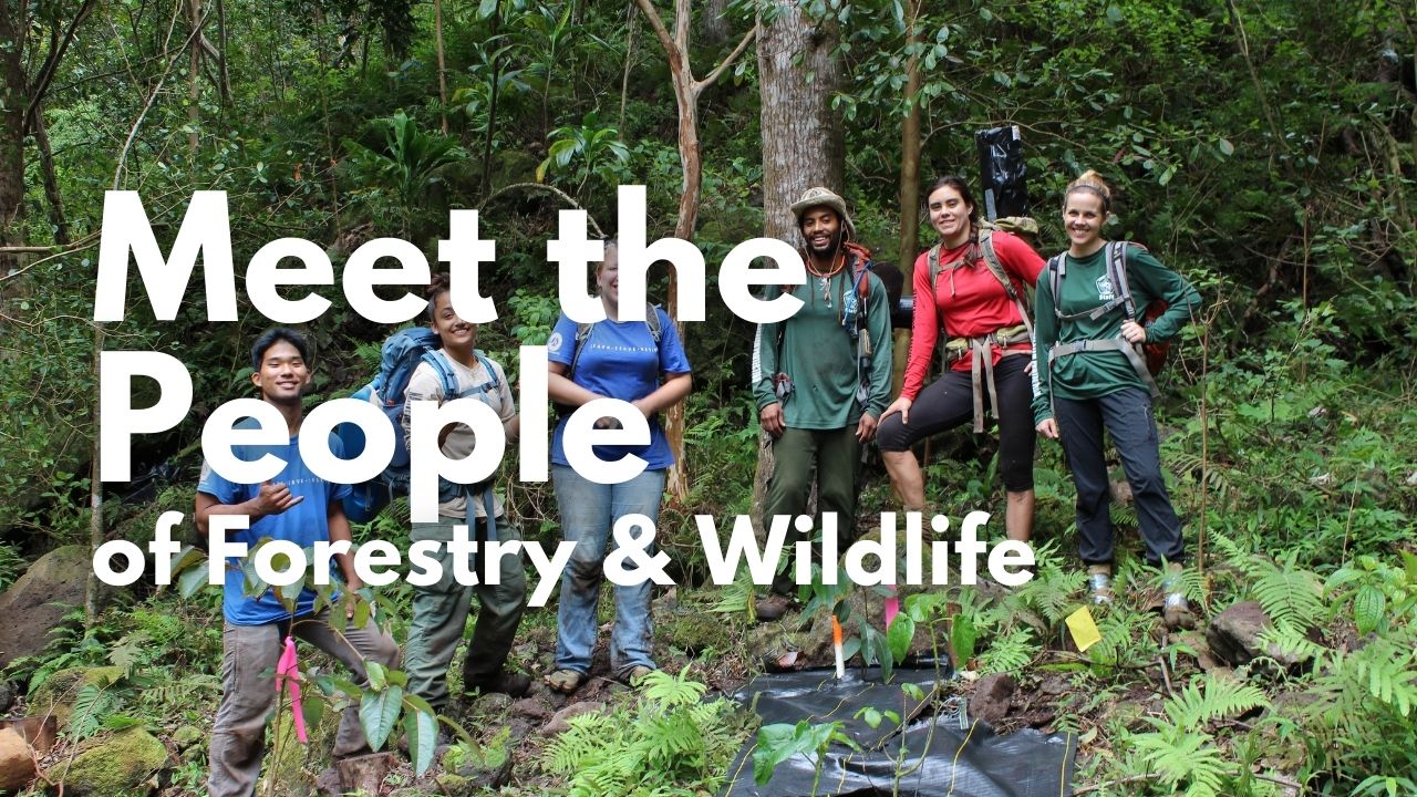 An image of people working in the forest