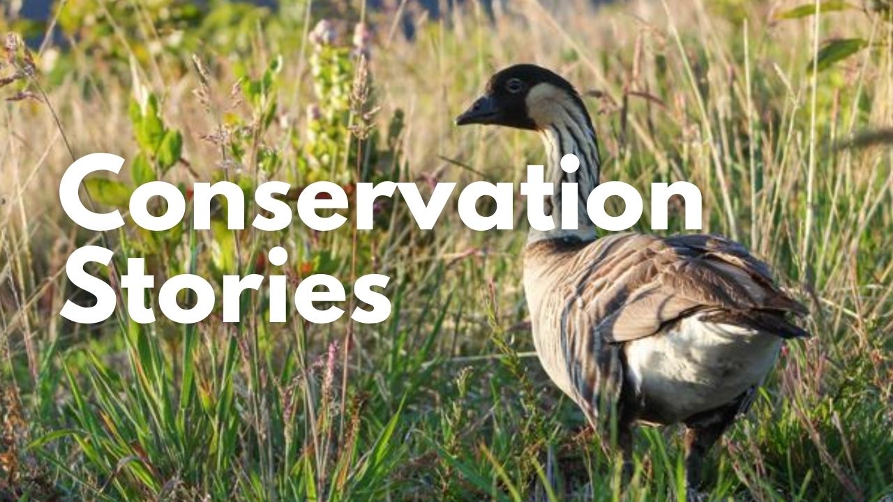 An image of a nēnē linking to videos about conservation stories