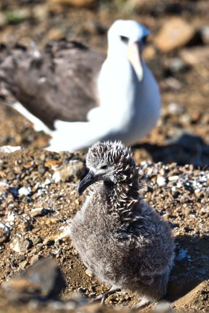 image of albatross