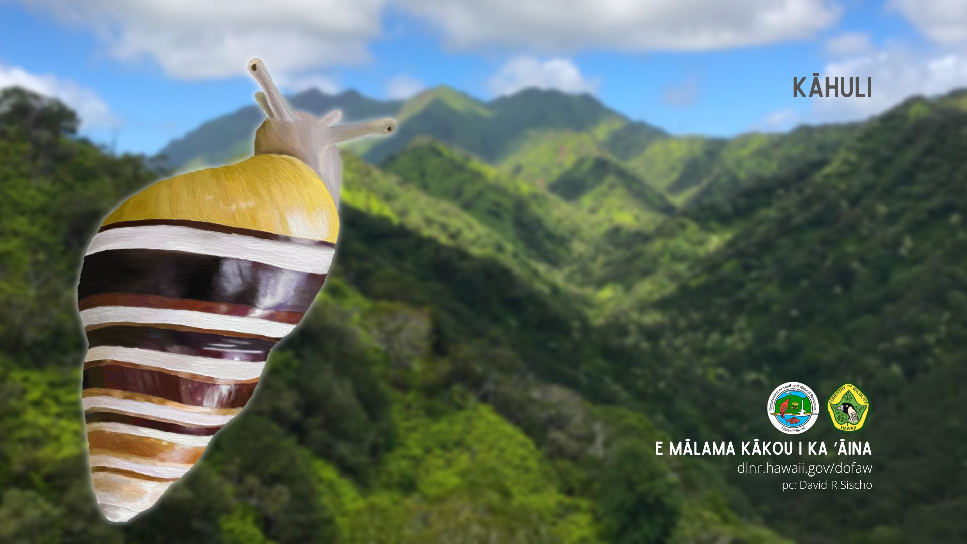 A kāhuli tree snail background image