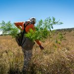 Forestry Program: Restoring koa forest on Mauna Kea