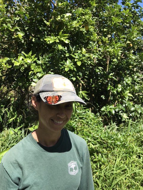 Native Ecosystems Program: A Kamehameha butterfly poses with our entomologist