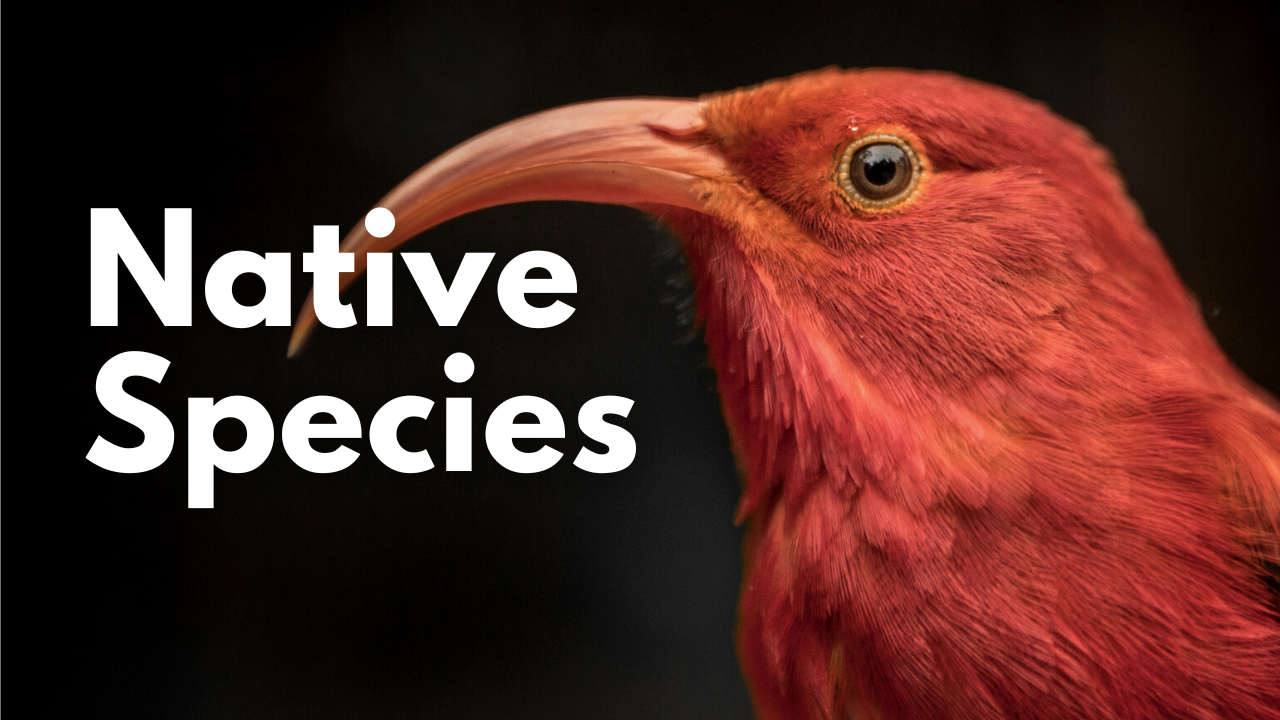 Learn about native species in Hawaiʻi