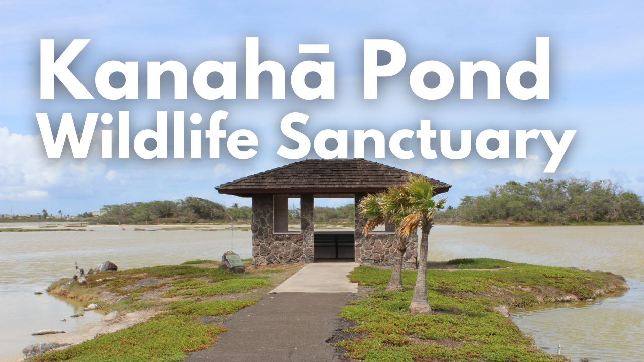 An image of Kanahā Pond Wildlife Sanctuary Maui