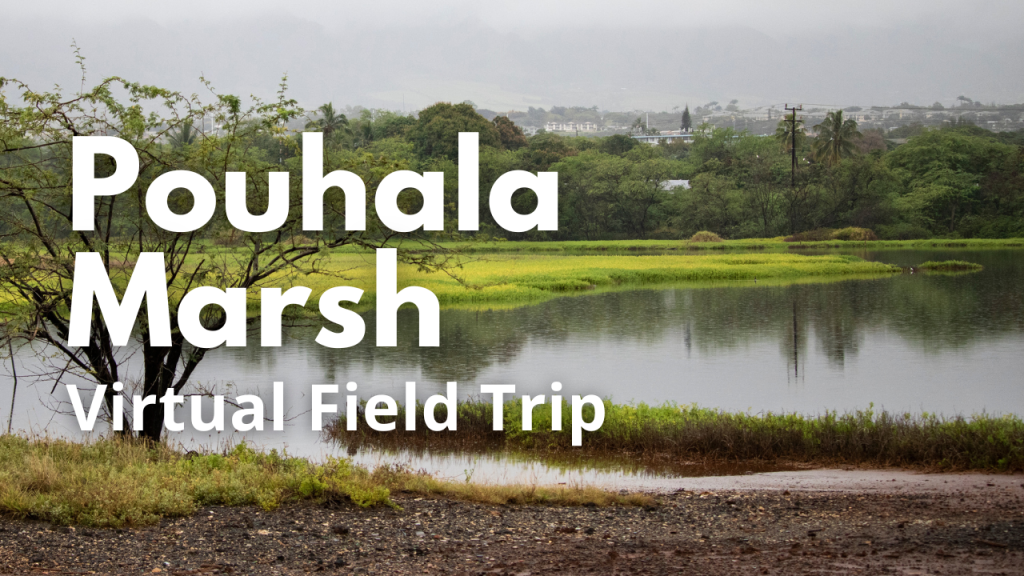 Pouhala Marsh Virtual Field Trip
