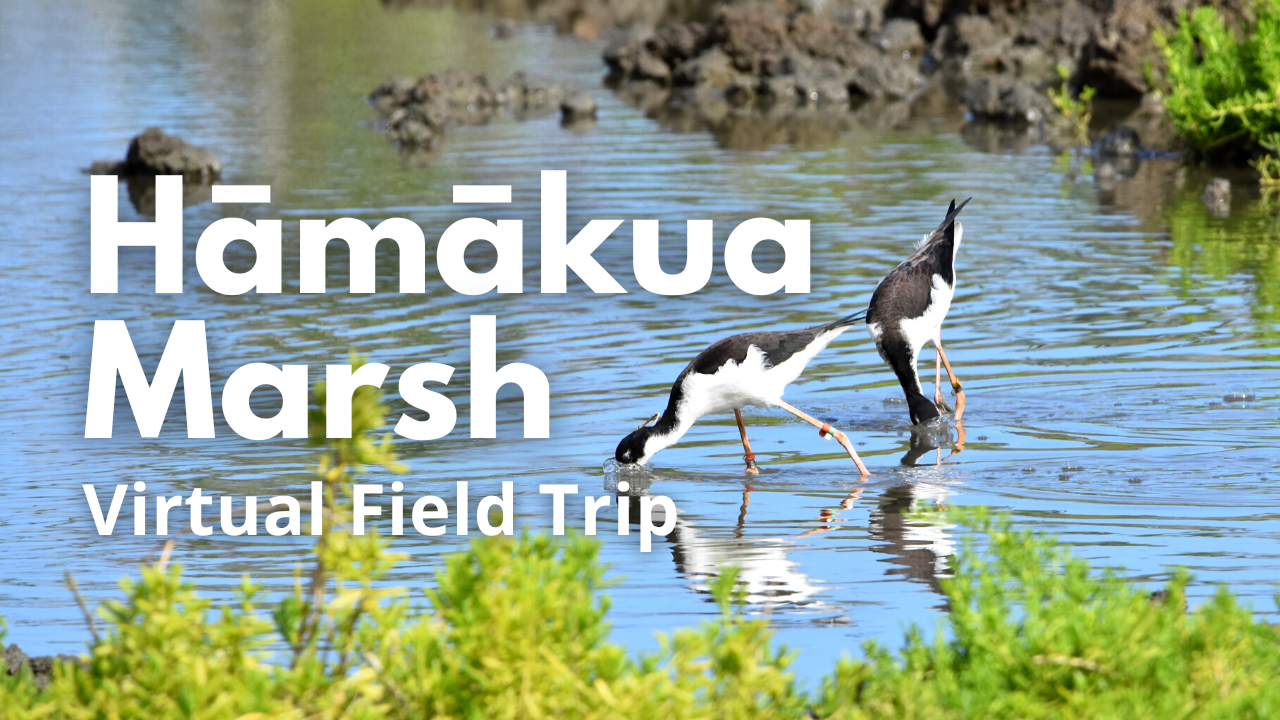 Hāmākua Marsh Virtual Field Trip