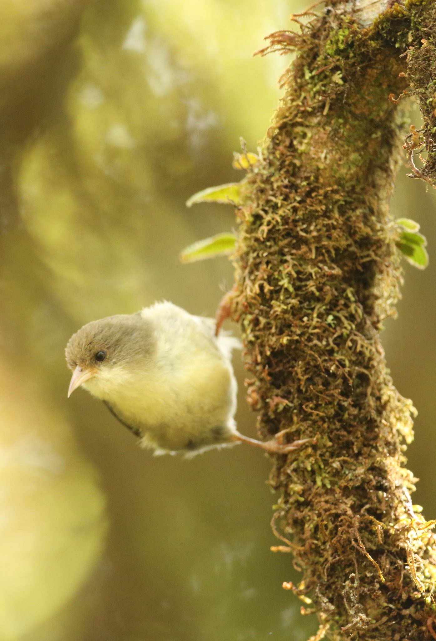 Raise your leo Kauaʻi Mosquito Suppression Kauai Forest Bird