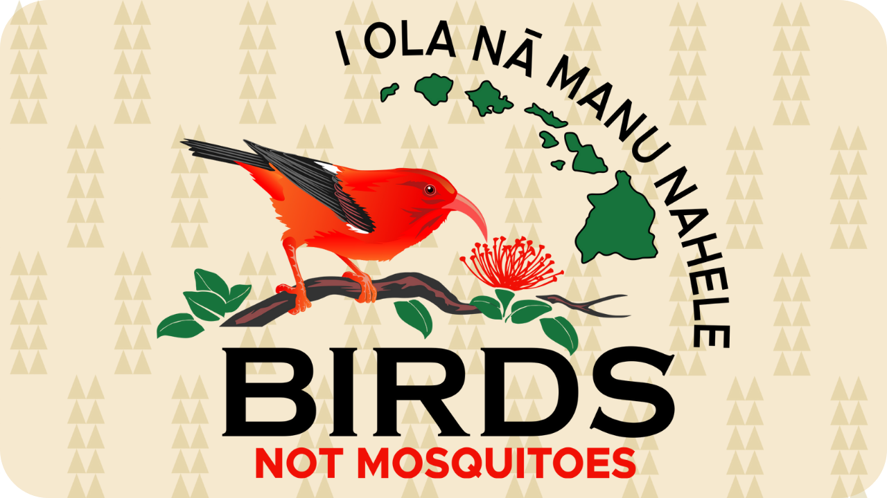 Birds Not Mosquitoes