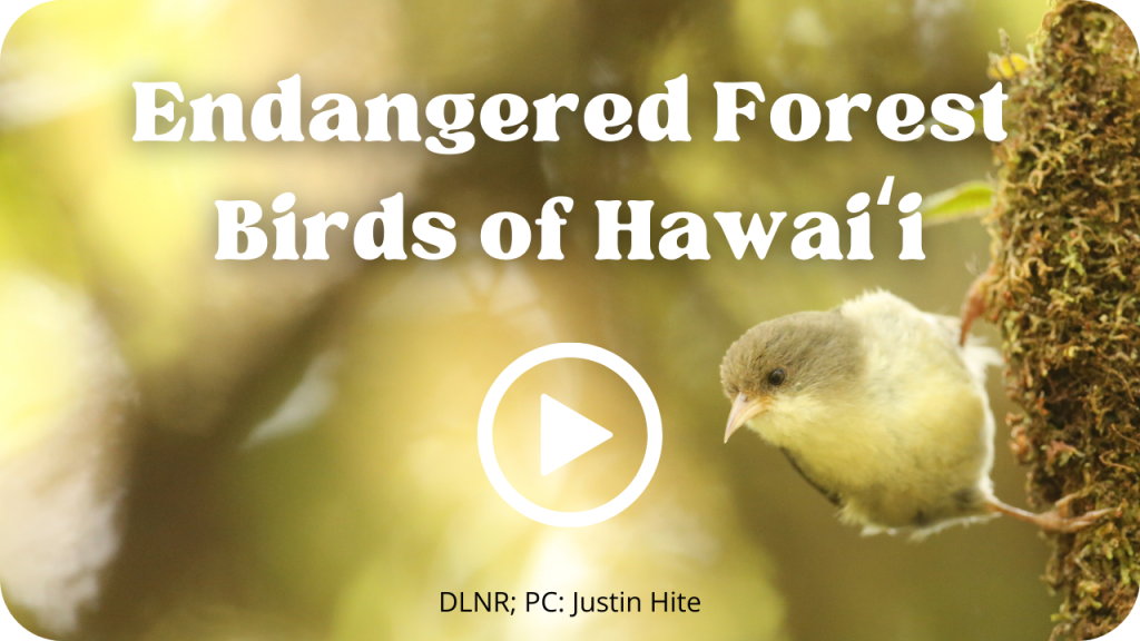 Endangered Forest Birds of Hawaiʻi Video