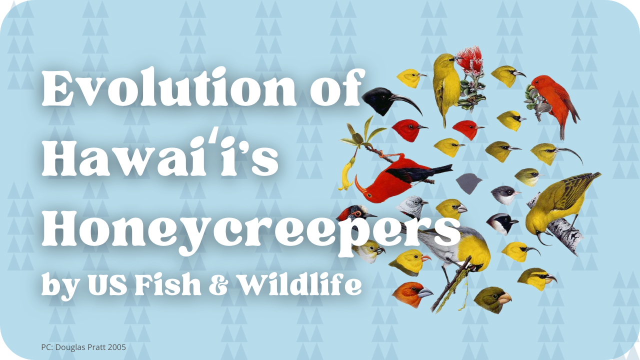 Evolution of Hawaiʻi's Honeycreepers