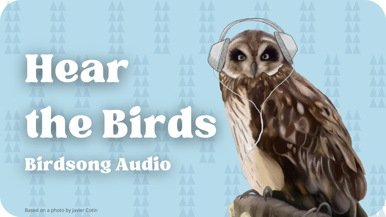 Hear the birds birdsong audio