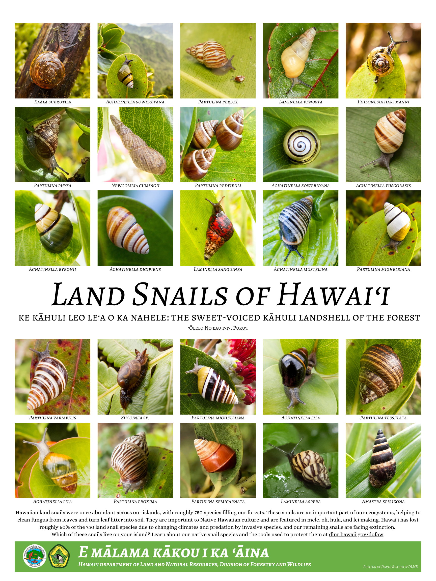 Land Snails of Hawaiʻi Classroom Poster