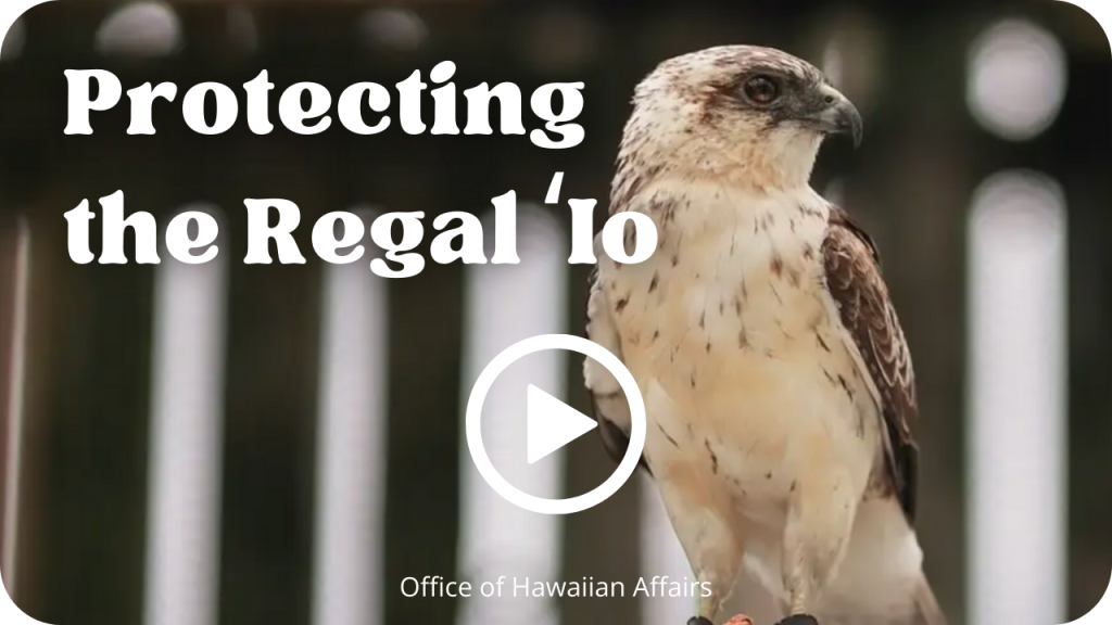 Protecting the Regal ʻIo- OHA