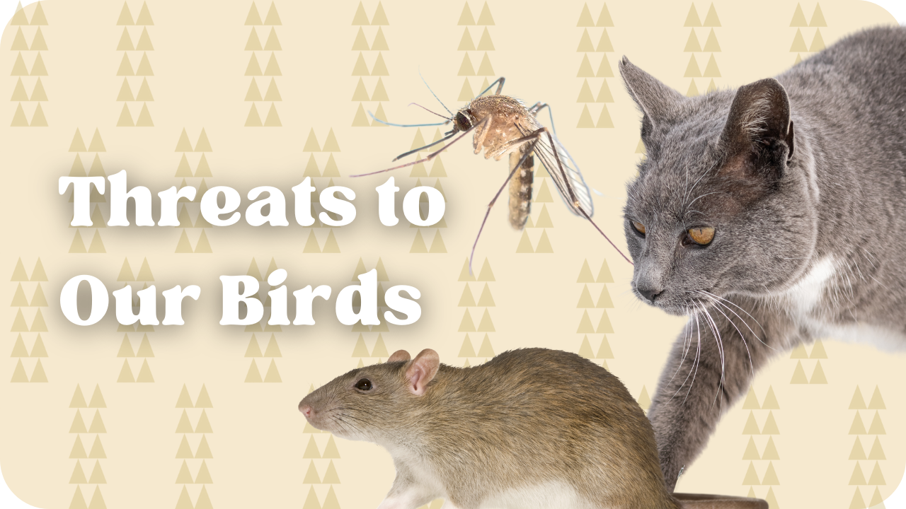 Threats to our birds