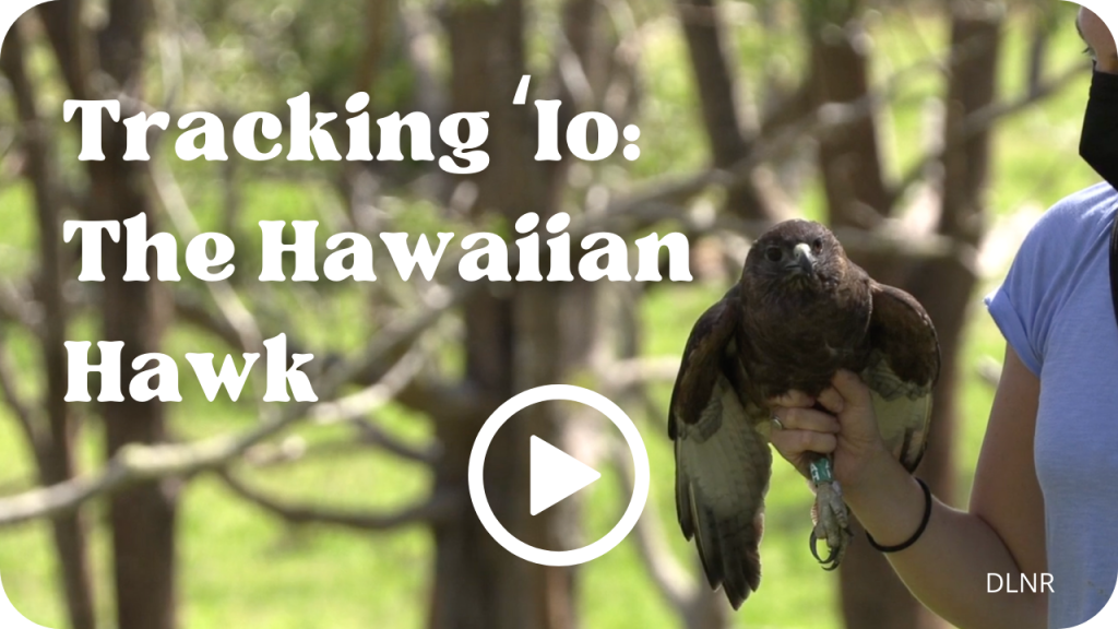 Tracking ʻIo Video