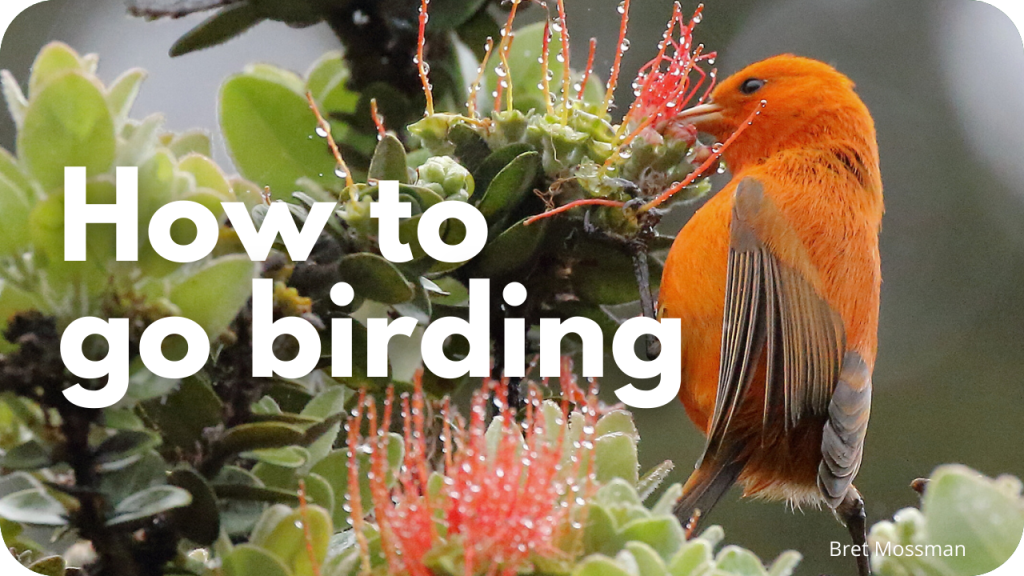 How to go birding