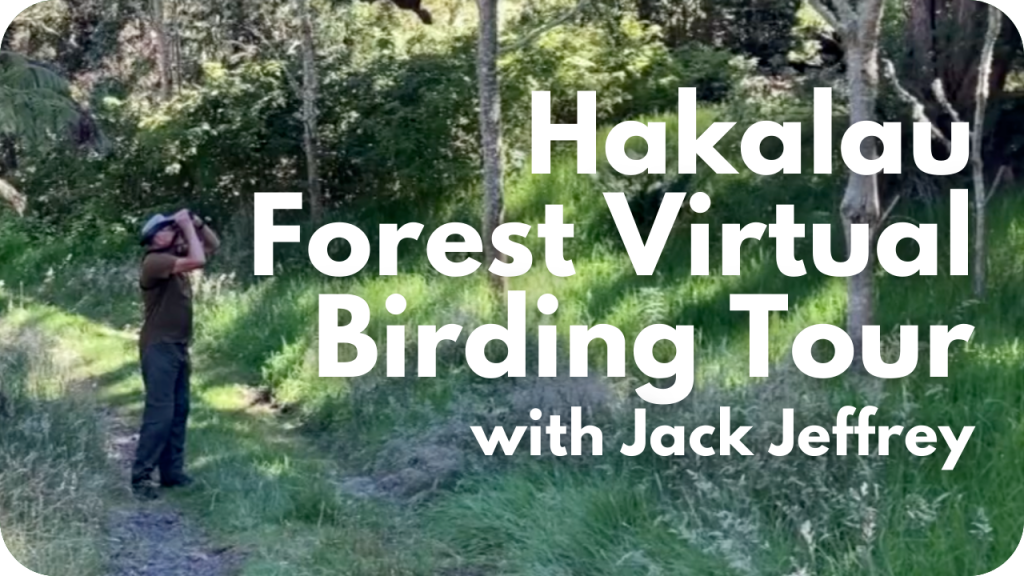 Hakalau Forest Virtual Birding Tour with Jack Jeffrey