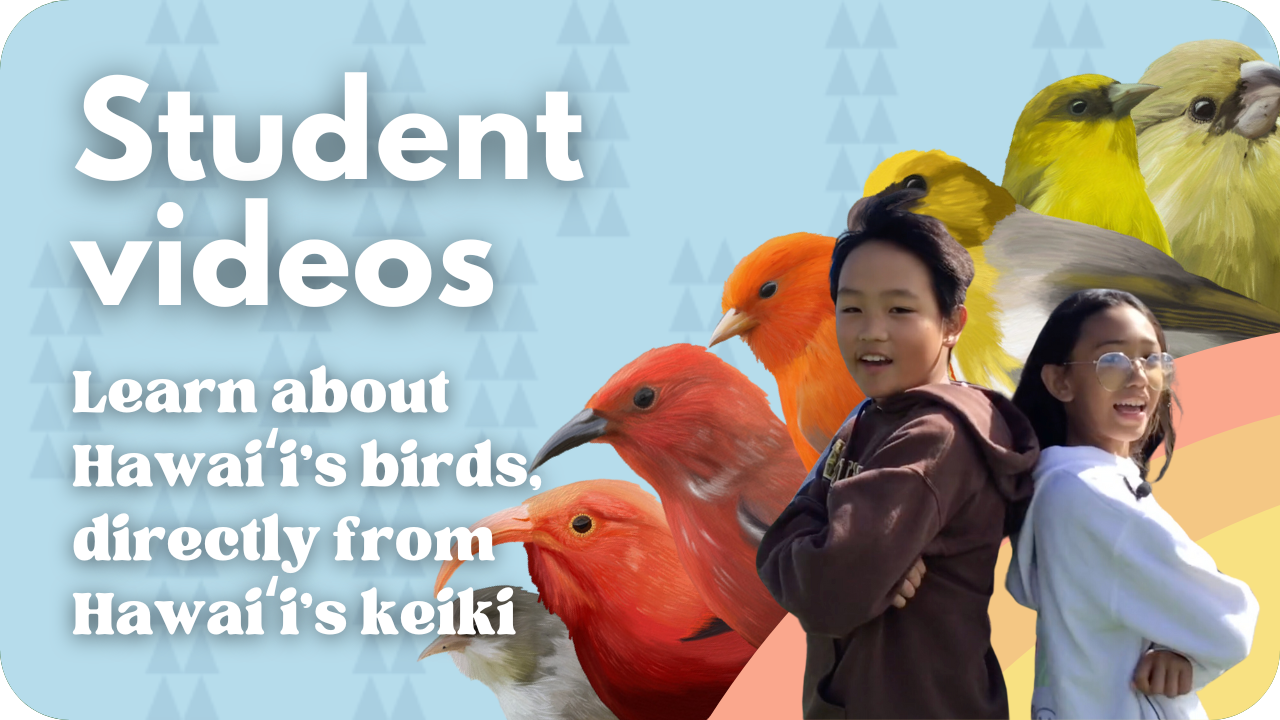 Student videos about forest birds