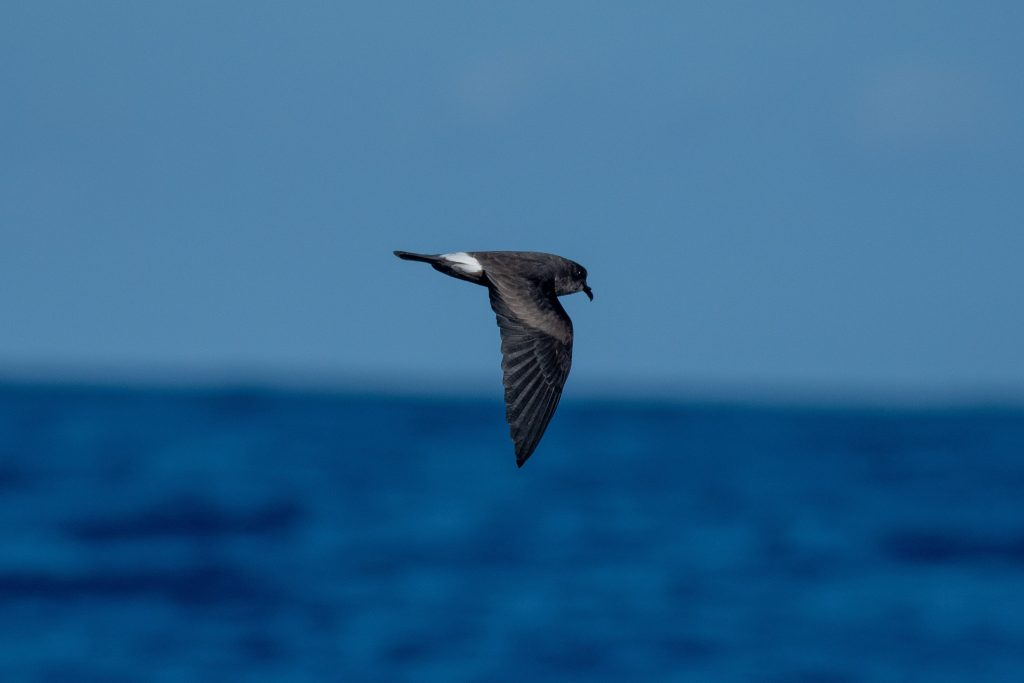 ʻAkēʻakē