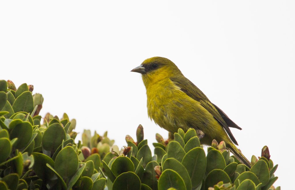 ʻAkekeʻe