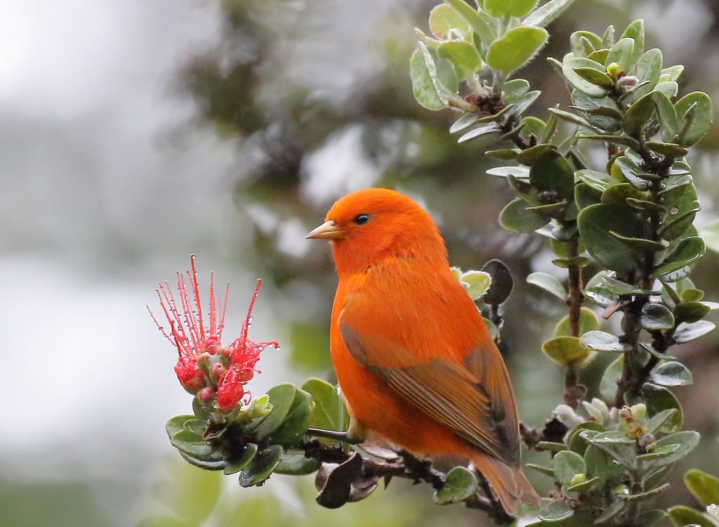 ʻAkepa