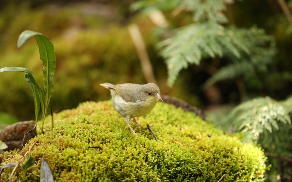 ʻAkikiki