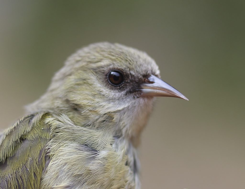ʻAlawī