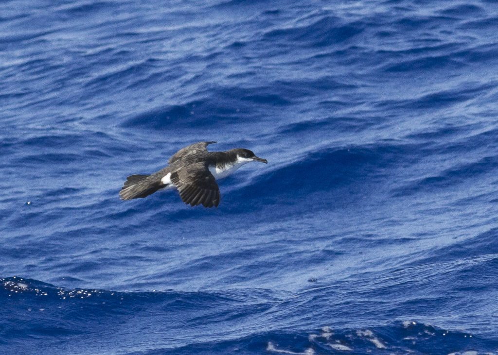 ʻAʻo