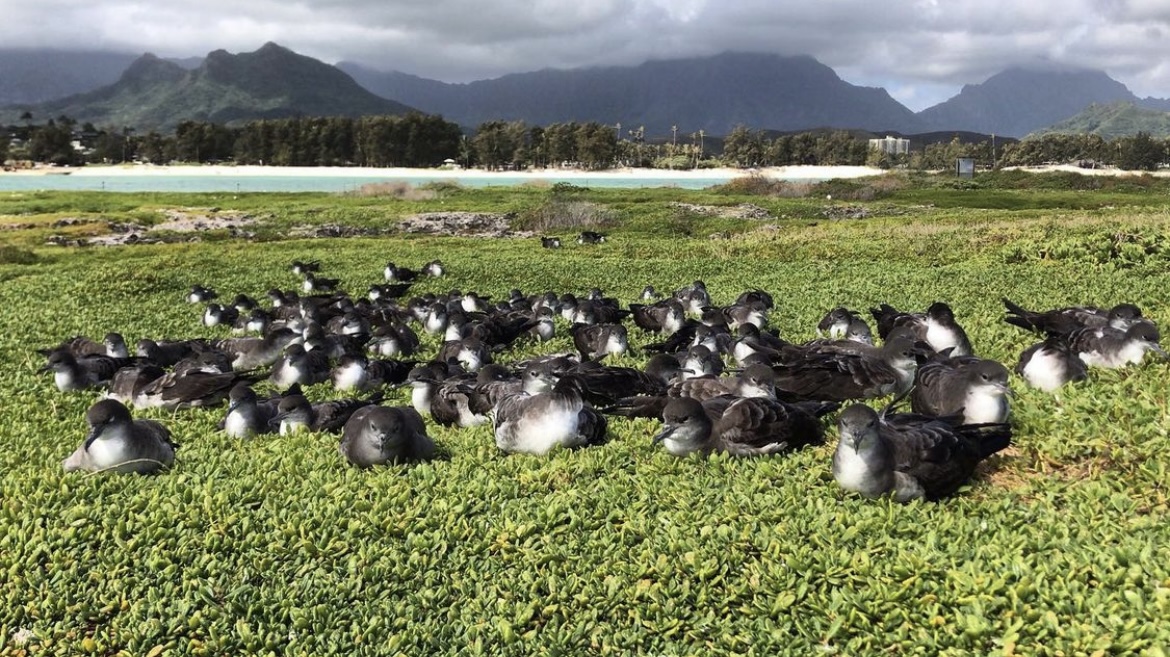 Wedgetailed shearwaters